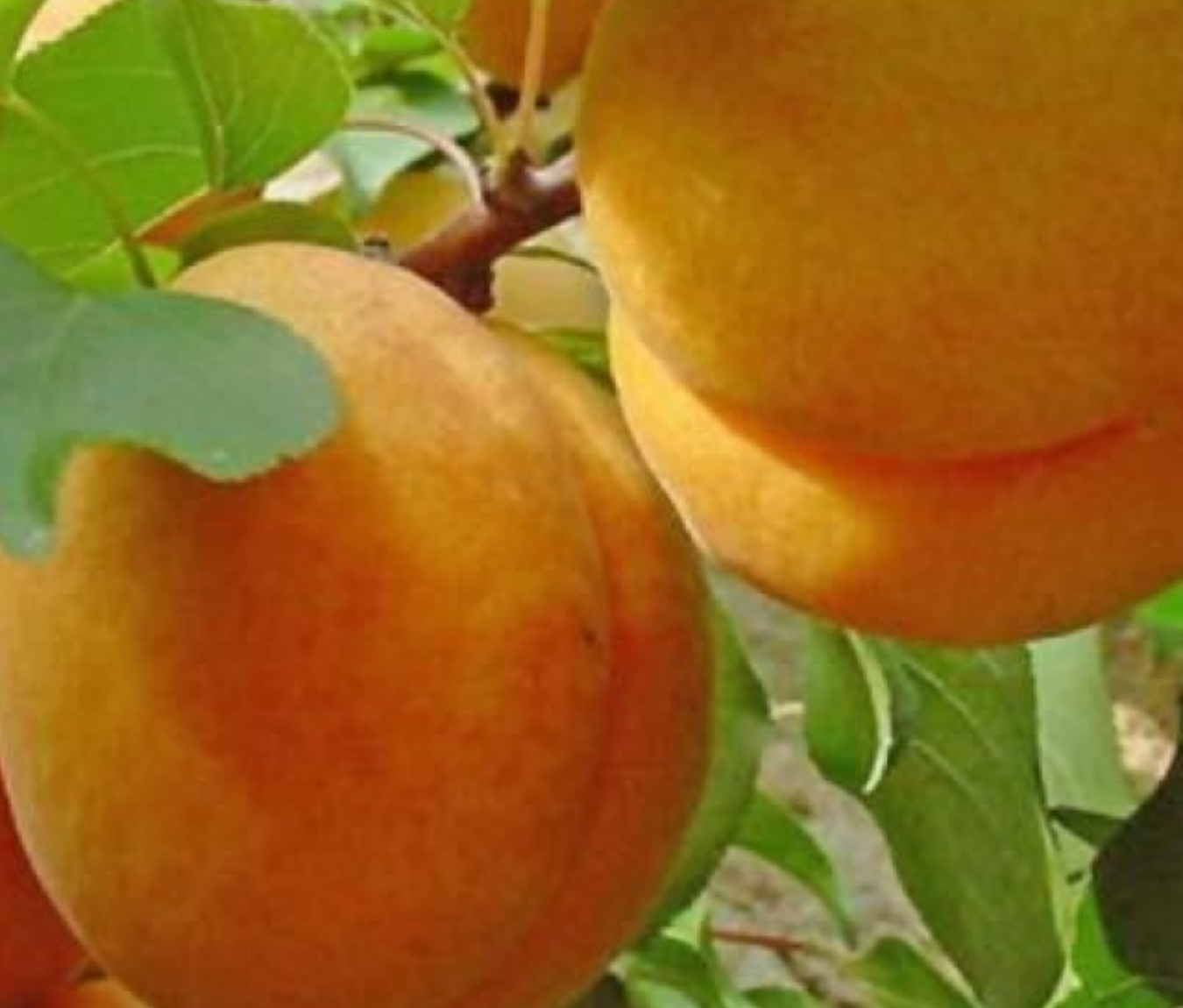 Сорт абрикоса снежинский. Абрикос сибиряк байкалова. Урюк сорт абрикос. Абрикос египетский фараон. Абрикос светлоградский ранний.