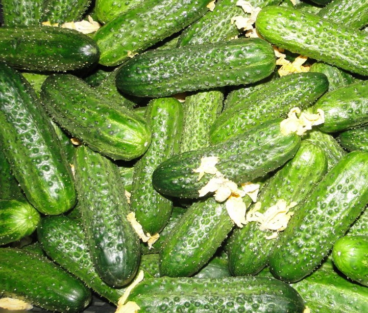 Огурцы сорт астерикс. Семена огурцов голландской селекции. Огурец астерикс гавриш. Огурцы сорт астерикс. Огурец астерикс f1.